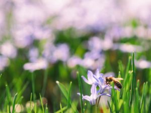 bee on flower