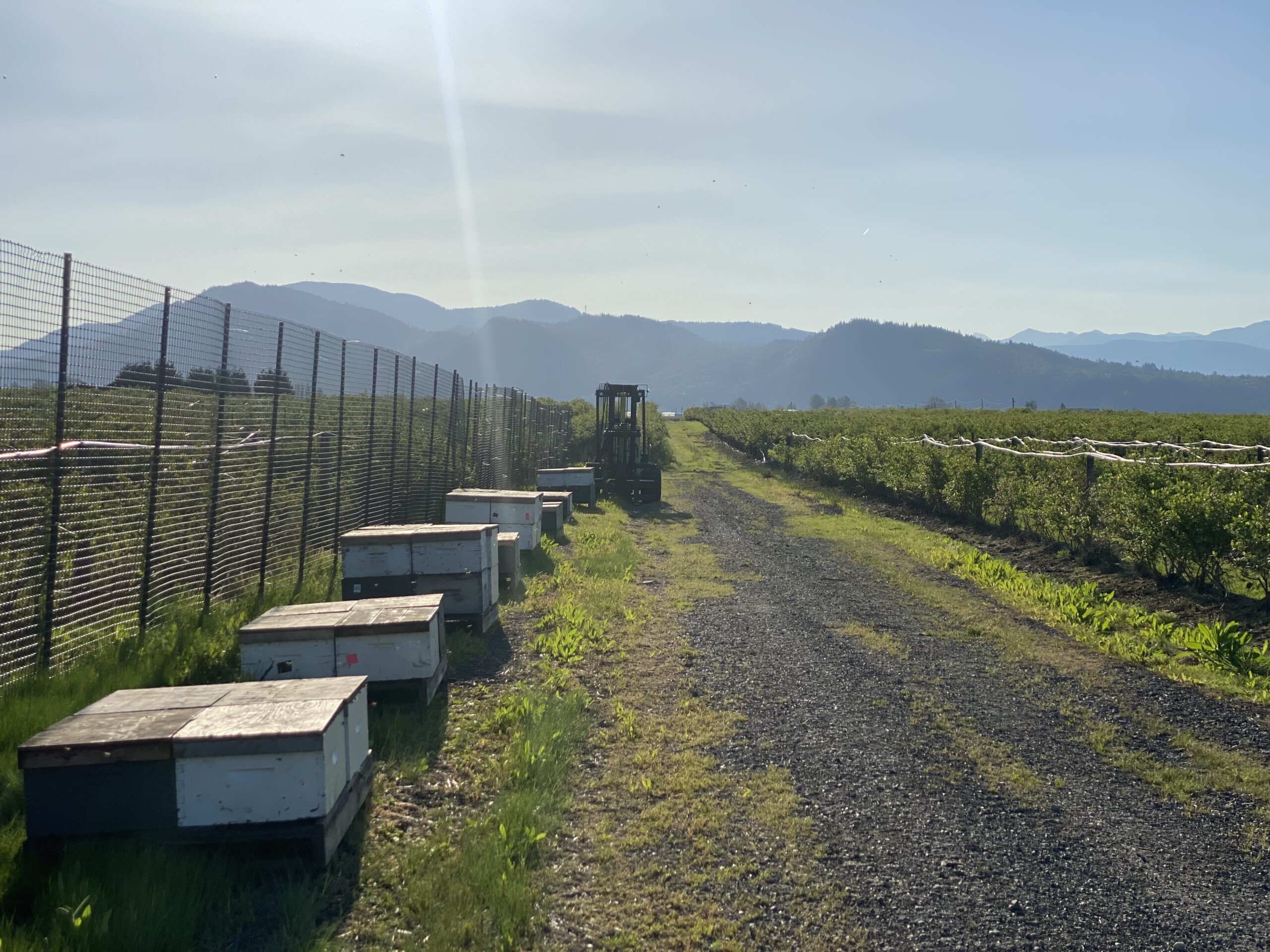 Honey bee colonies along the edge of a blueberry field for pollination